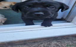 Labrador Retriever dogs for sale: Family bred Labrador puppies - Image 15