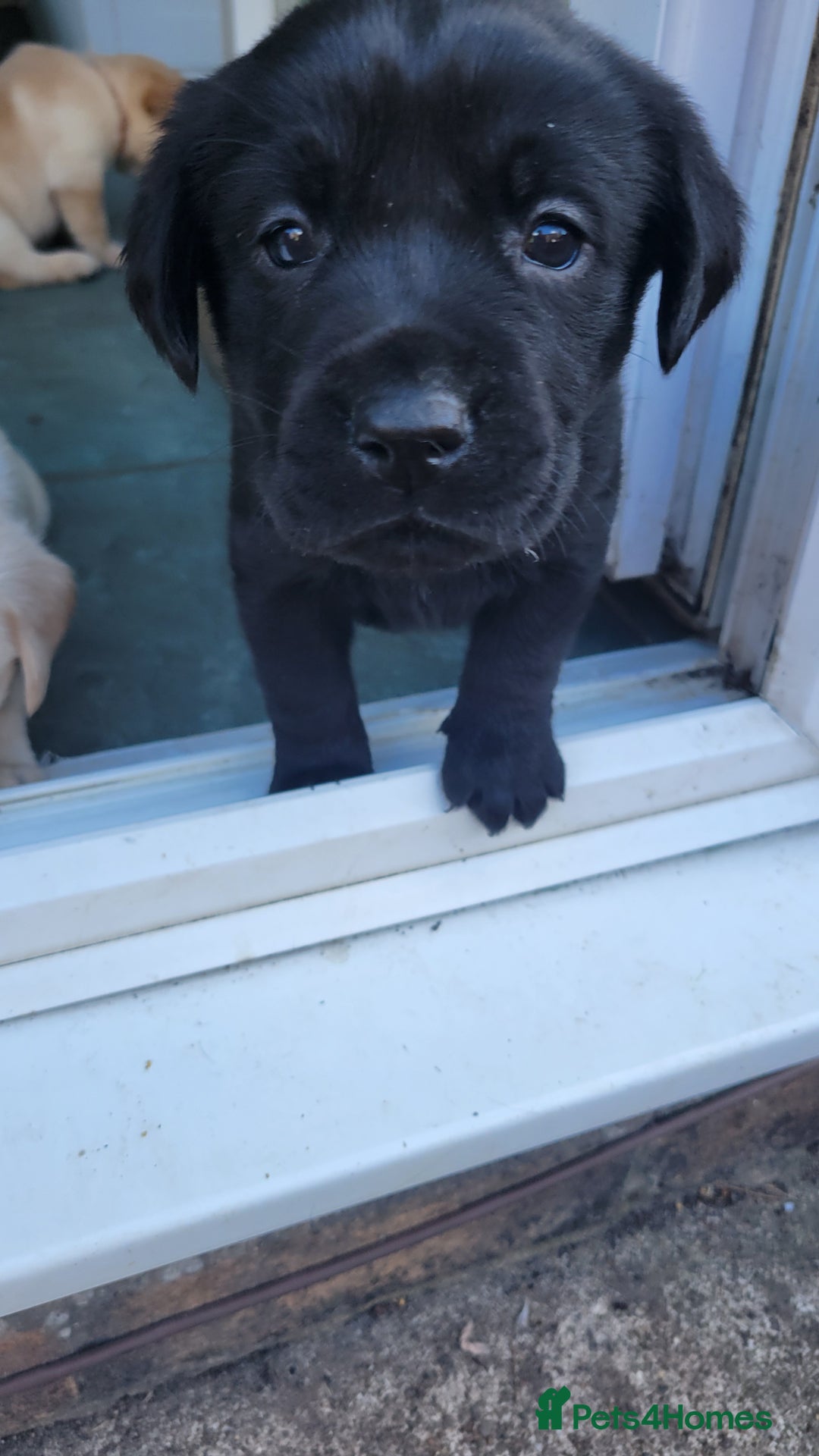 Labrador Retriever dogs for sale: Family bred Labrador puppies - Image 15