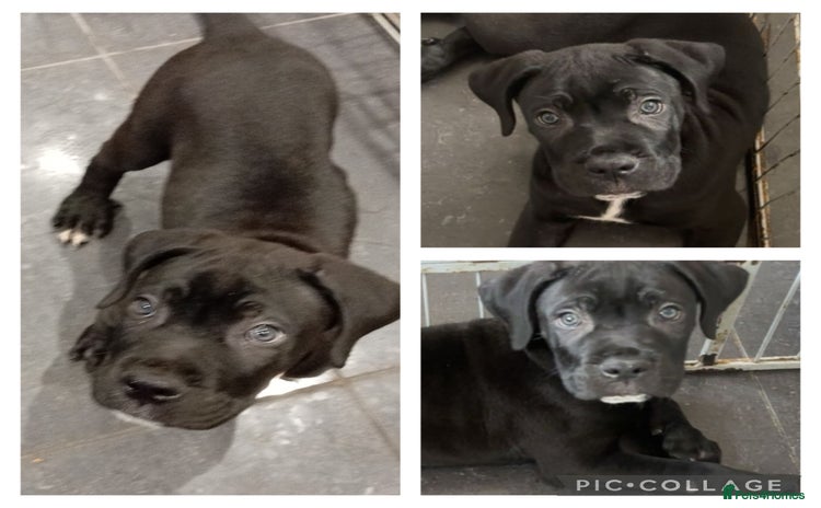 Cane Corso dogs - Advert 1