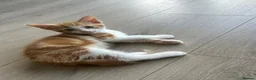 Mixed Breed cats for sale: GORGEOUS KITTENS  - Advert 14