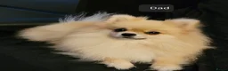 Pomeranian dogs for sale: Stunning KC Pomeranian Puppies for sale - Advert 21