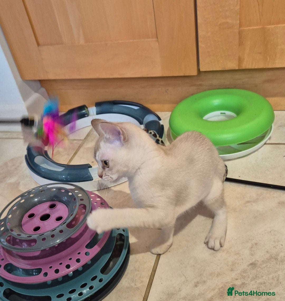 Burmilla cats for sale: Pedigree Burmilla Kittens - Advert 15