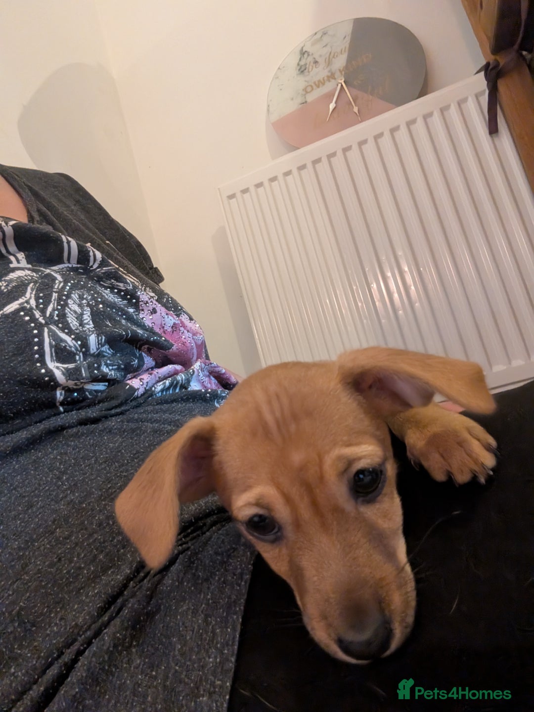 Mixed Breed dogs for sale: Dorkie pups chorkie x dachshund  in Bridgwater - Image 10