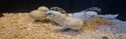 Chickens poultry for sale: Silkie bantams, 3 white 2 partridge - Advert 2