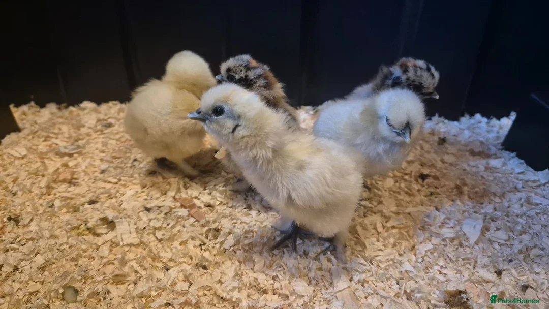 Chickens poultry for sale: Silkie bantams, 3 white 2 partridge - Advert 2