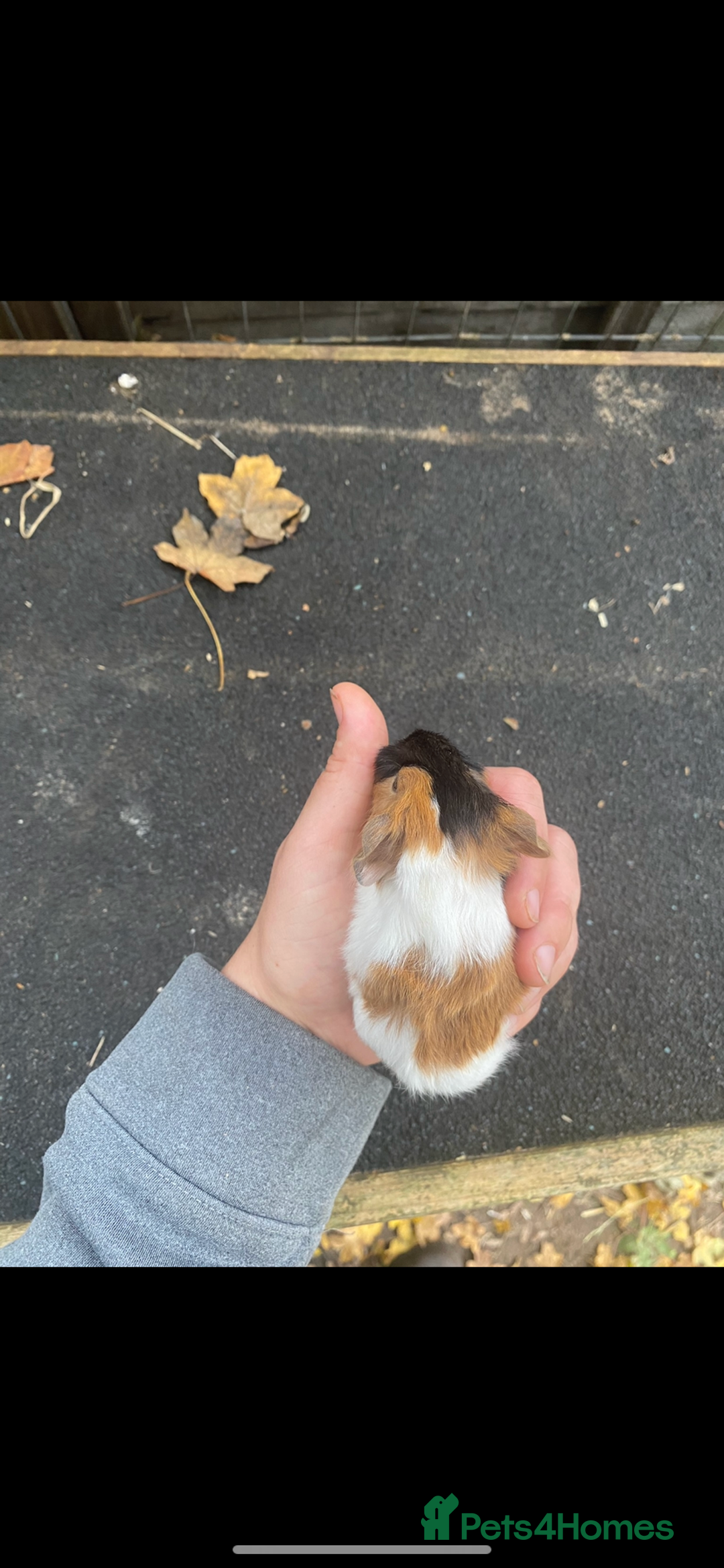 Guinea Pig rodents for sale: Fluffy long haired Peruvian cross Sheltie babies - Advert 12