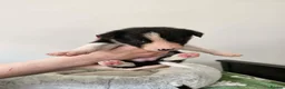 Border Collie dogs for sale: Border Collie Puppies - Advert 10
