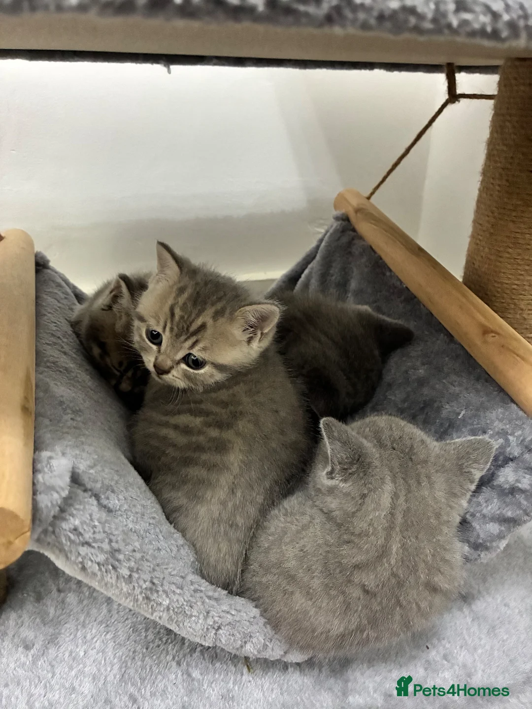 British Shorthair cats for sale: 3 boys & 2 girls. BSH CATS. in Preston - Advert 2