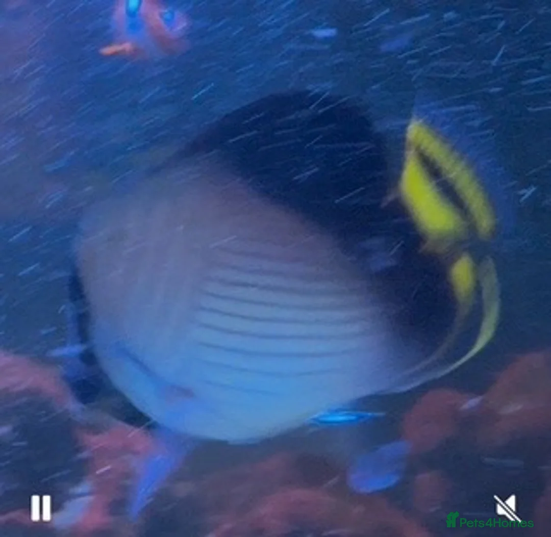 Angelfish fish for sale: 5 marine fish  - Advert 2