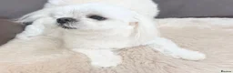 Maltese dogs for sale: Full Korean Male Maltese - Advert 18