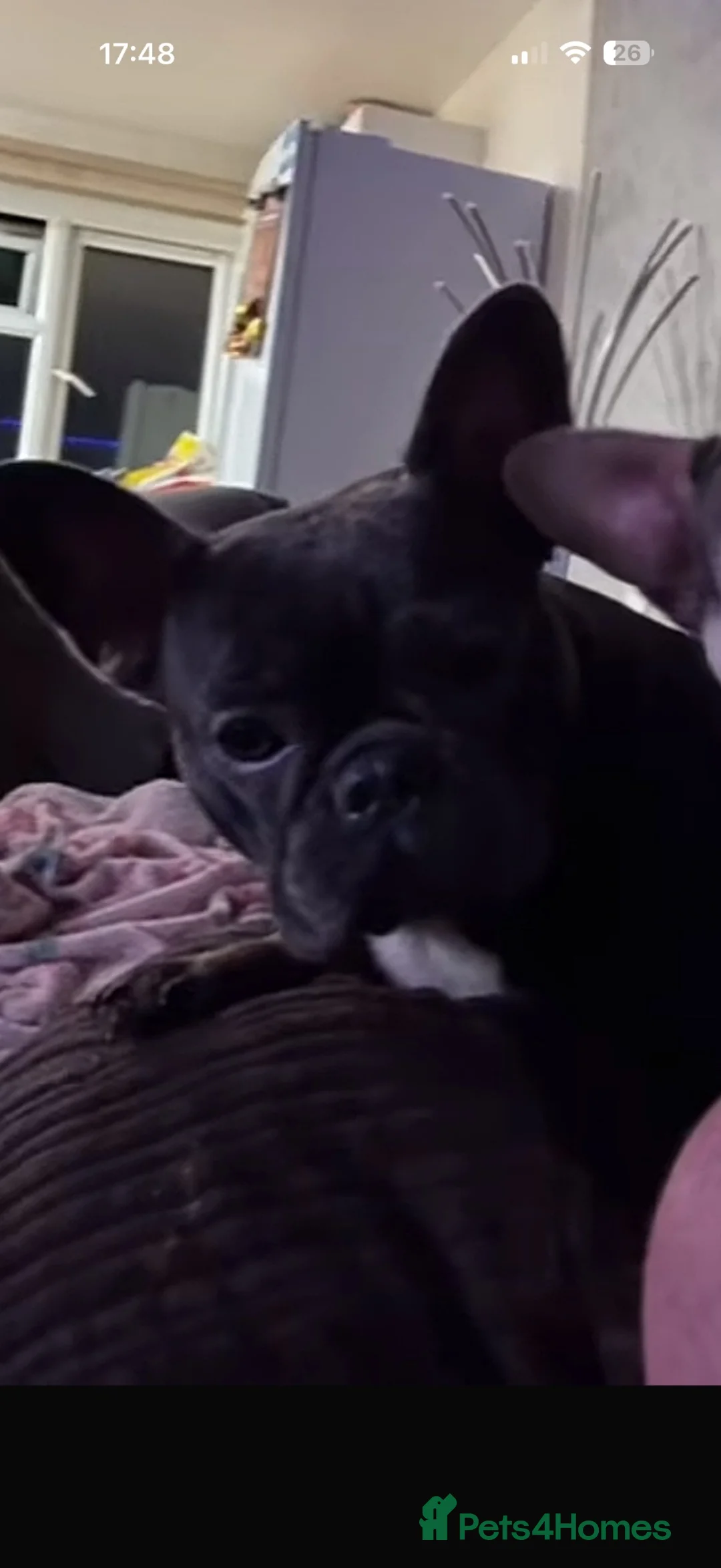 French Bulldog dogs for sale: French bulldog female 1year 5 month  - Advert 4