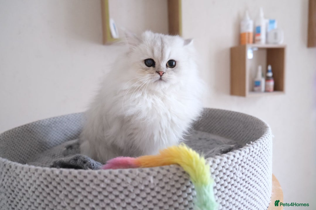 Scottish Fold cats for sale: Scottish fold and straight kittens  - Advert 19
