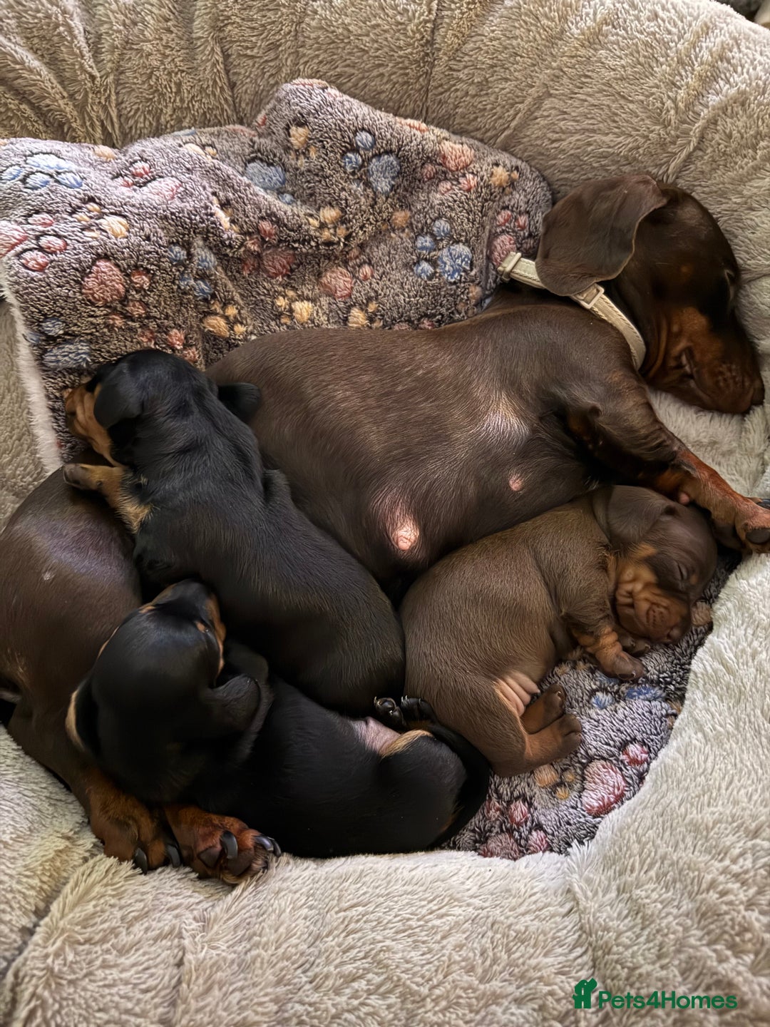 Dachshund dogs for sale: Beautiful Dachshund Puppies - Advert 8