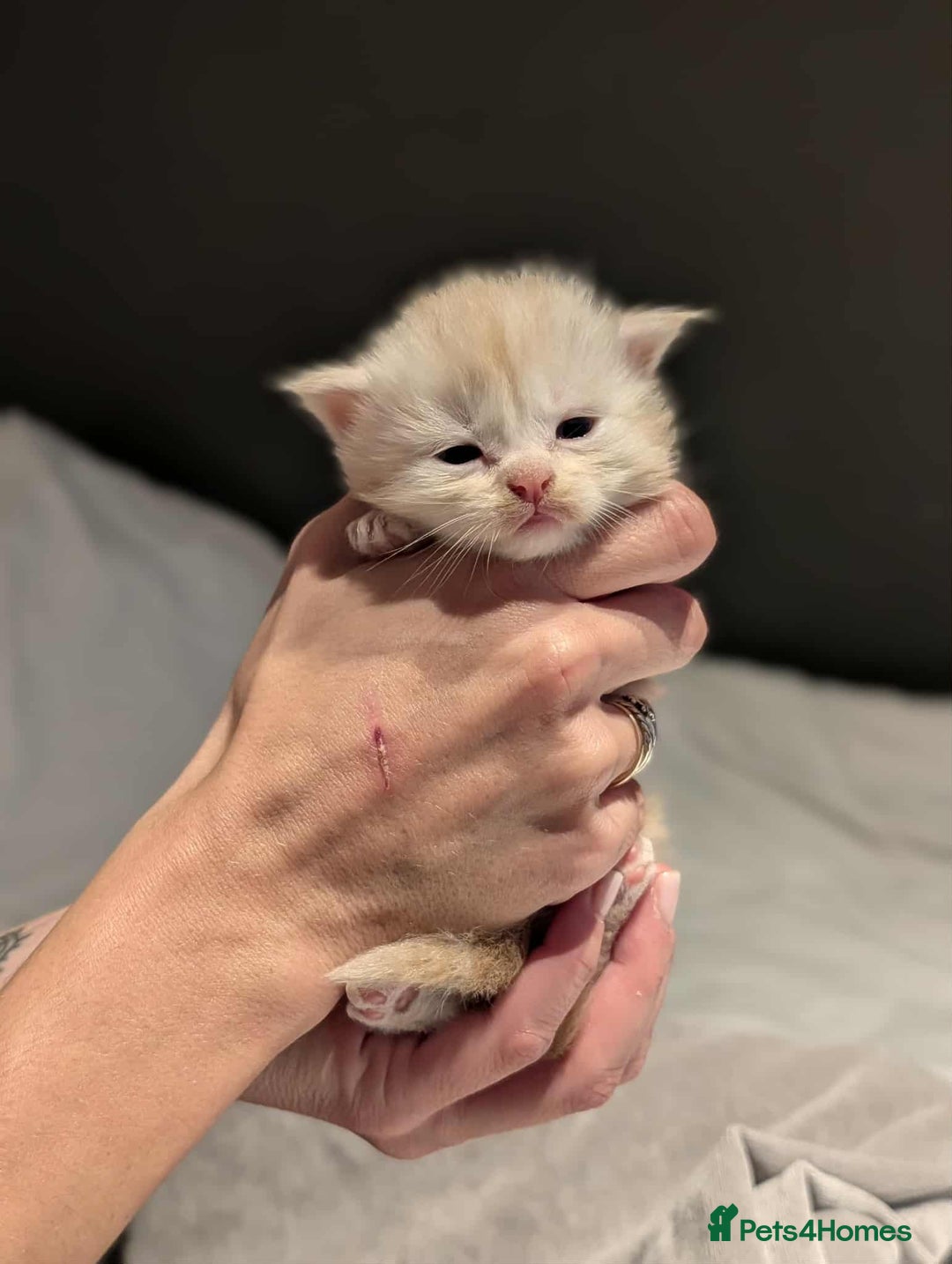 Maine Coon cats for sale: Maine Coon crossed Ragdoll kittens - Image 12