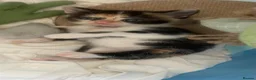 Mixed Breed cats for sale: 2 Beautiful Girls Left in Dover - Advert 11
