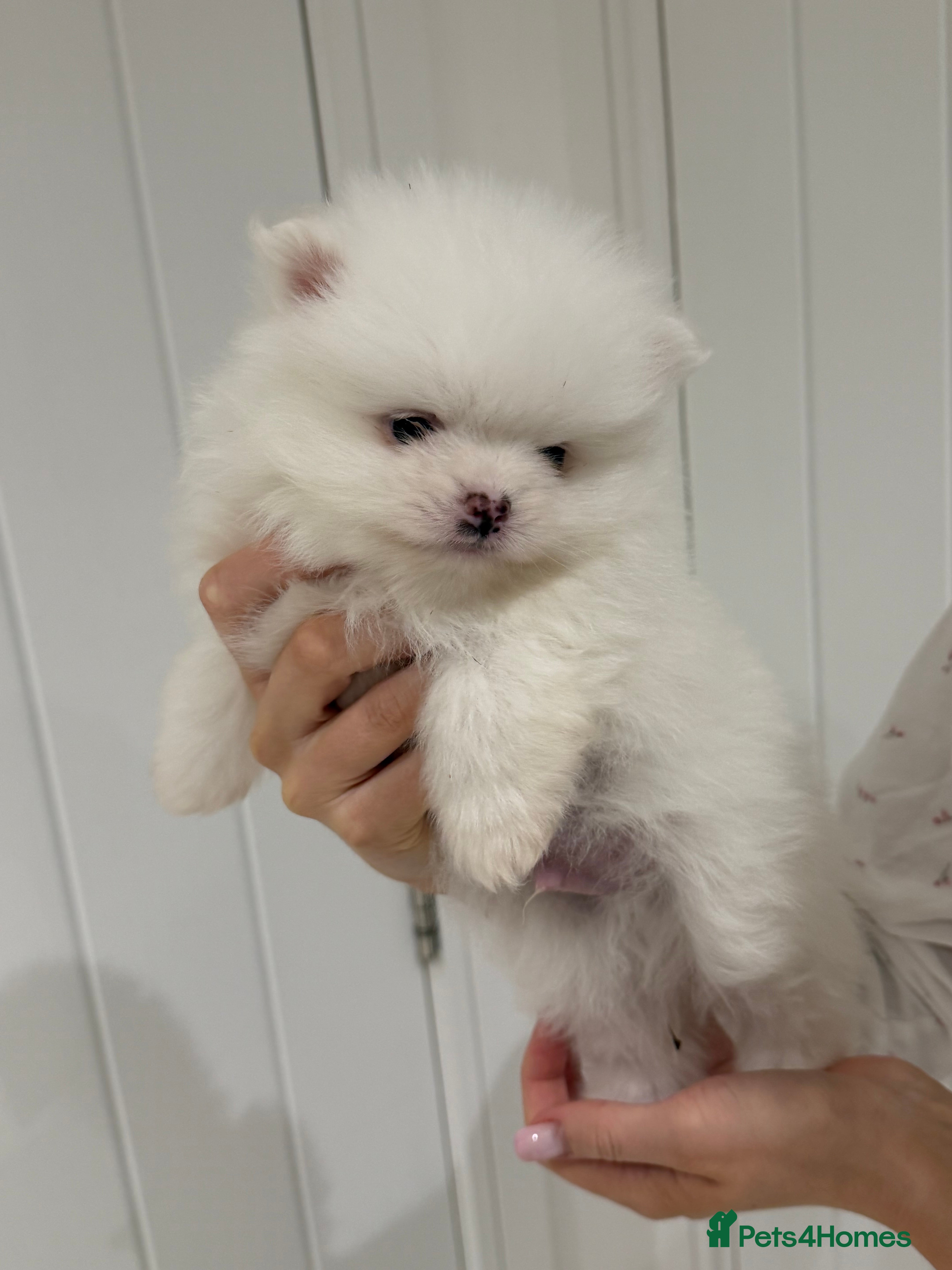 Pomeranian dogs 1 white pure bred pomerainian puppy left! - Advert 17