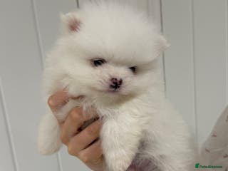 Pomeranian dogs 1 white pure bred pomerainian puppy left! - Advert 10