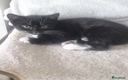 Turkish Angora cats for sale: Turkish Angora X Kittens Ready for New Homes  - Image 11