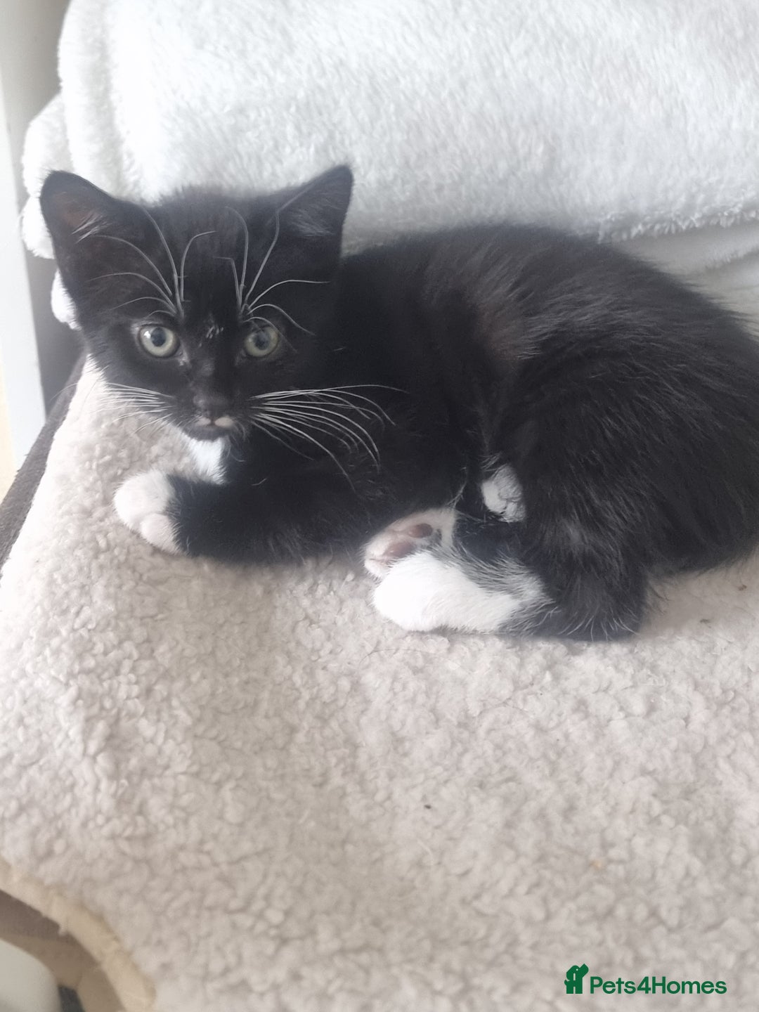 Turkish Angora cats for sale: Turkish Angora X Kittens Ready for New Homes  - Image 11