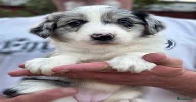 Border Collie dogs - Advert 1