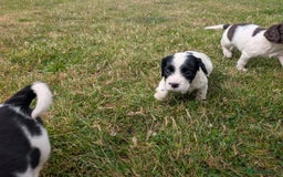 English Springer Spaniel dogs for sale: 8week old springer spaniels - Image 8
