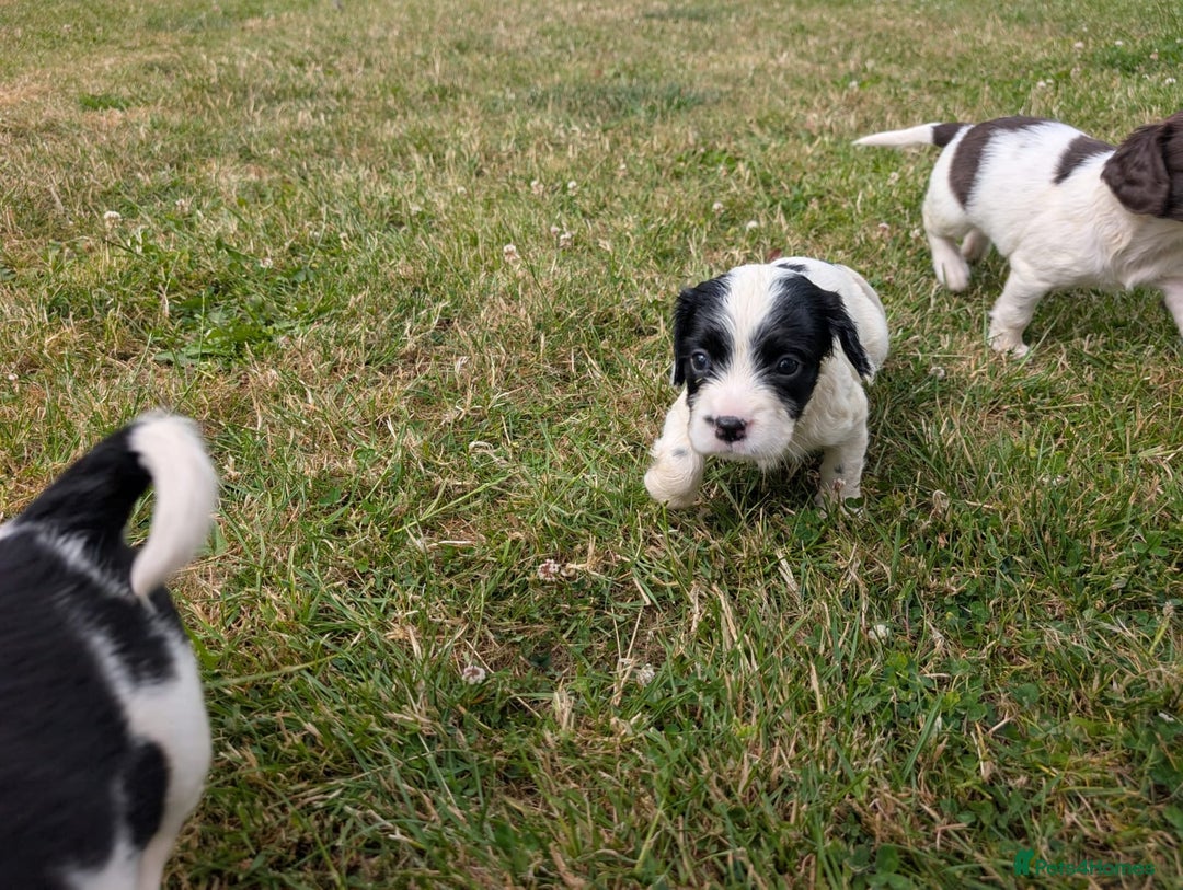 English Springer Spaniel dogs for sale: 8week old springer spaniels - Image 8