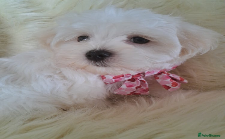 Maltese dogs in Llanymynech - Advert 1