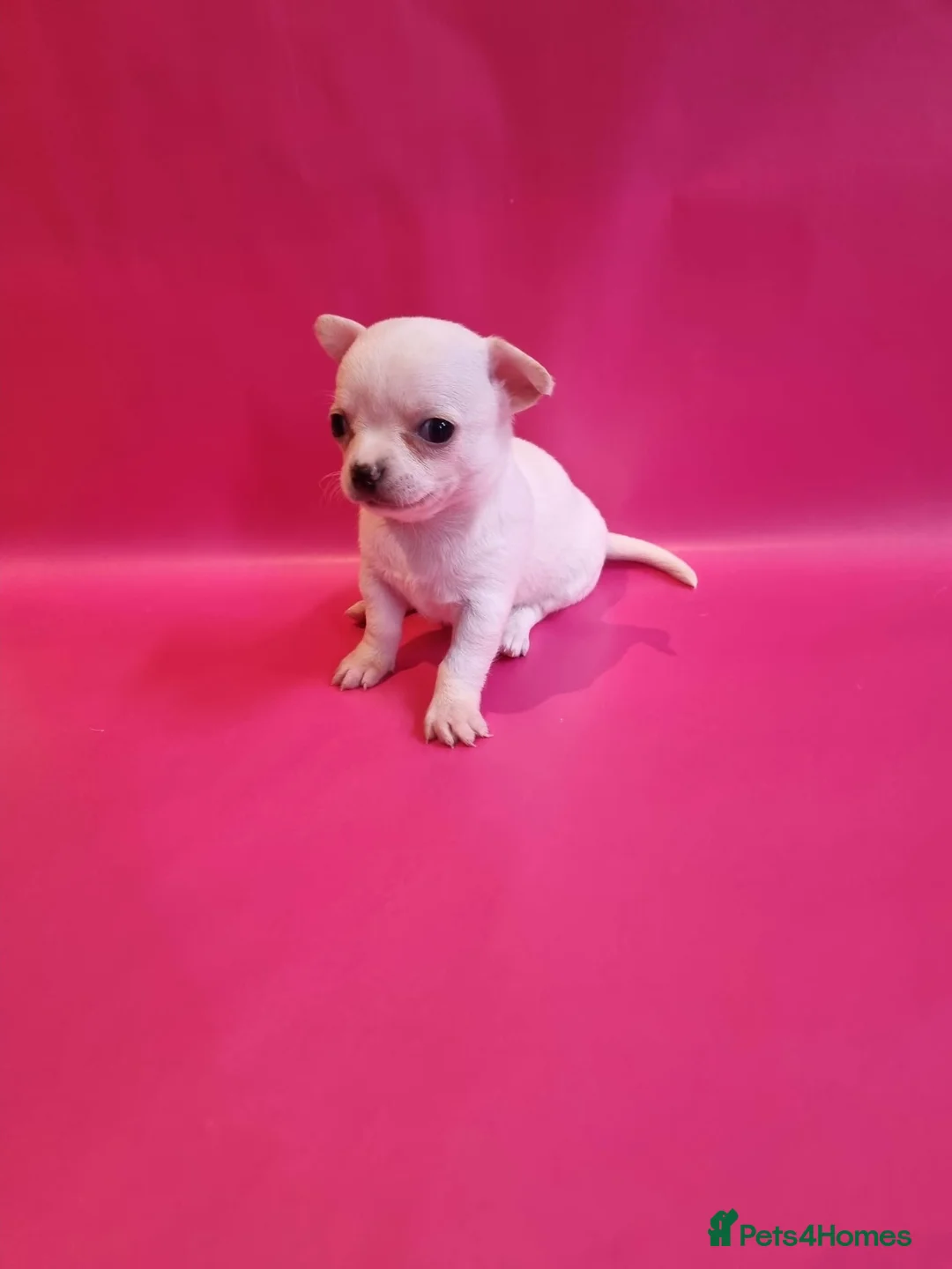 Chihuahua dogs for sale: Chihuahua puppy'schihuahuas - Advert 2