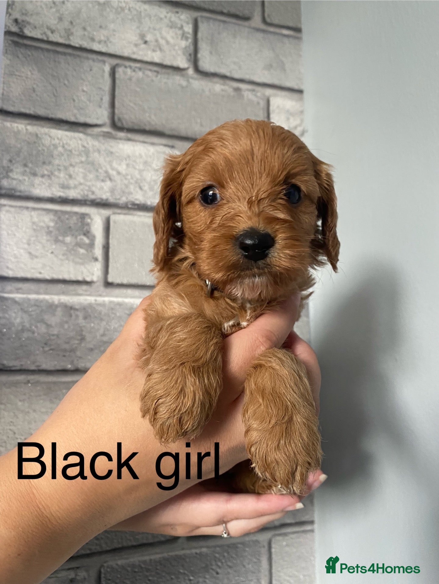 Cavapoo dogs **Last female Cavapoo pup left** - Advert 1