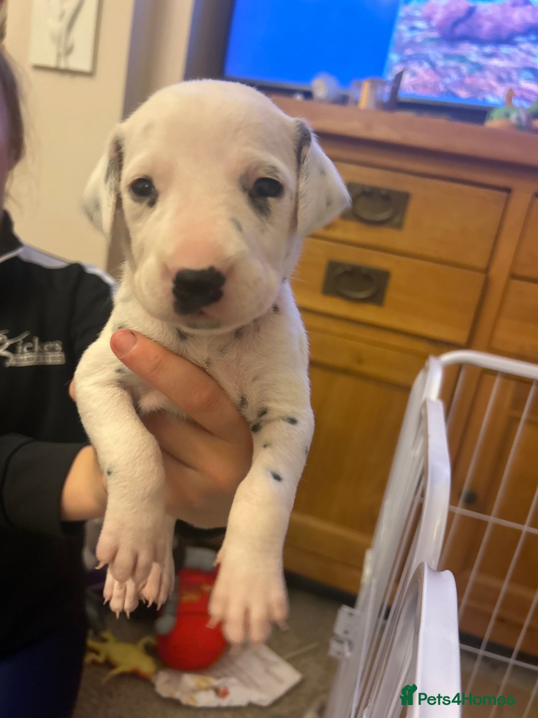 Dalmatian dogs for sale: Beautiful boys, BAER tested full hearing  - Advert 17