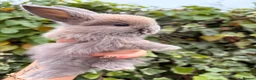 Mini Lop rabbits for sale: Mini lop babies and adults  - Advert 10