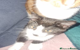 Mixed Breed cats for sale: Pingy tuxedo kitten  - Advert 1