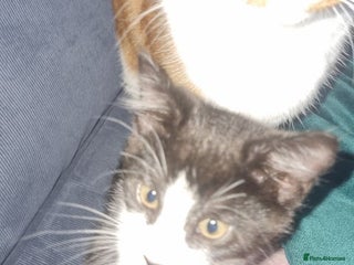 Mixed Breed cats Pingy tuxedo kitten - Advert 8