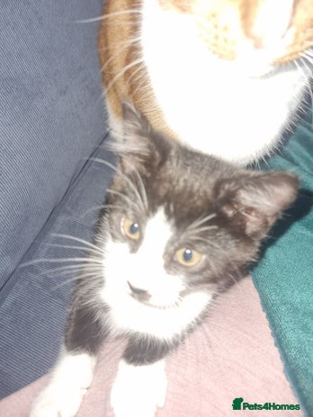 Mixed Breed cats Pingy tuxedo kitten - Advert 1