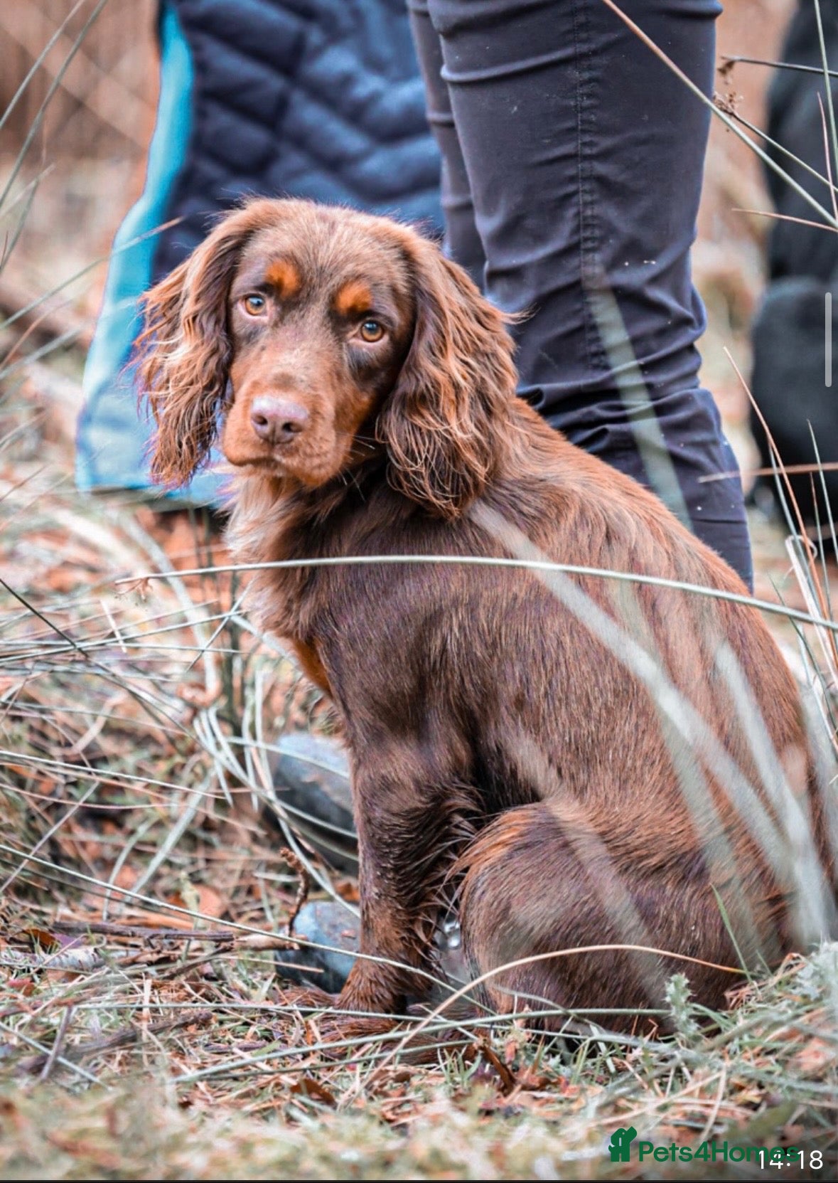 Cocker Spaniel dogs GRIMESGILL GOLDEN PLOVER - Advert 1