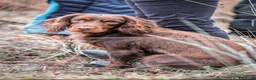 Cocker Spaniel dogs for stud: GRIMESGILL GOLDEN PLOVER - Advert 1