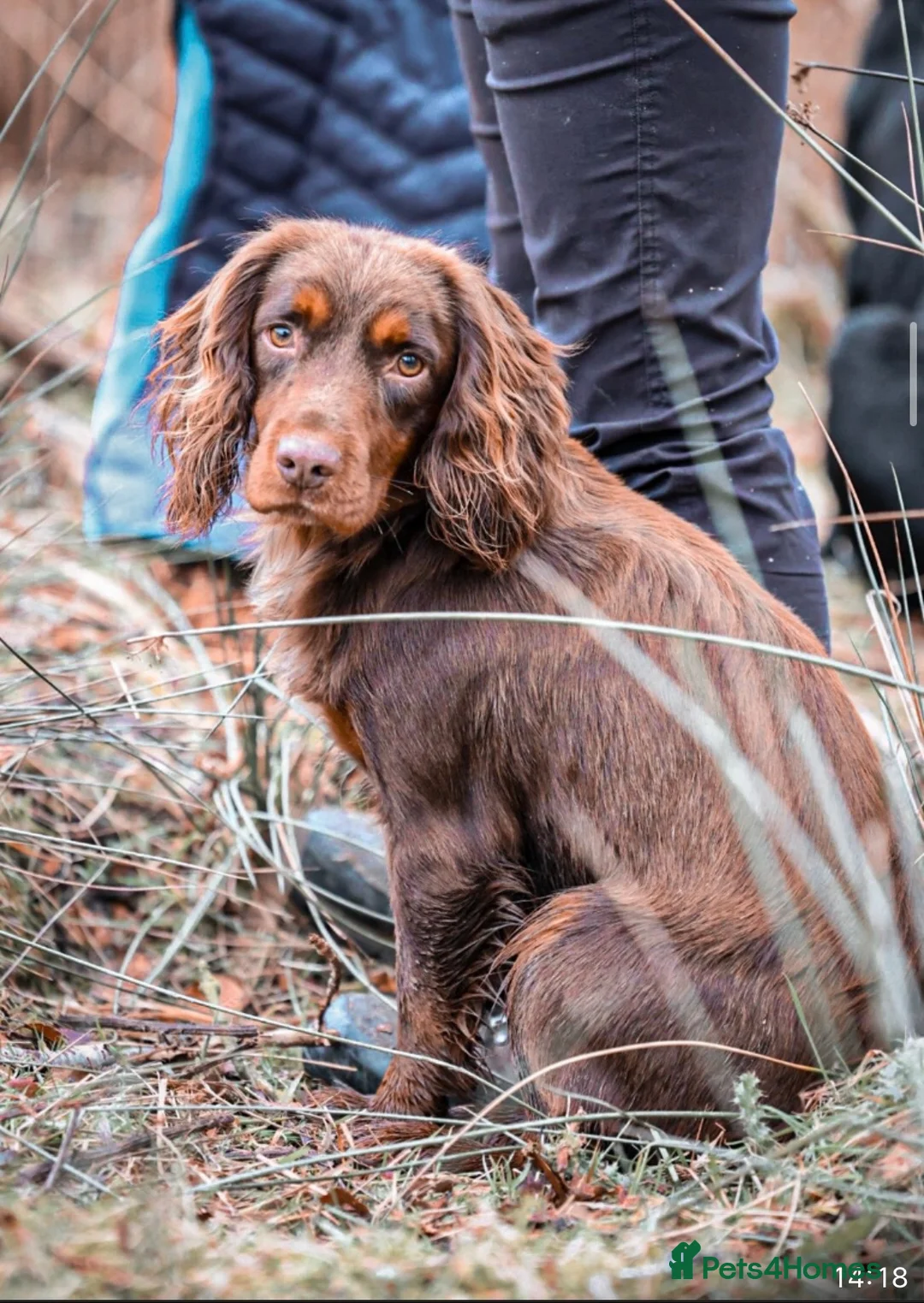 Cocker Spaniel dogs for stud: GRIMESGILL GOLDEN PLOVER - Advert 1