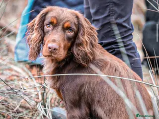 Cocker Spaniel dogs GRIMESGILL GOLDEN PLOVER - Advert 1