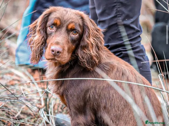 Cocker Spaniel dogs GRIMESGILL GOLDEN PLOVER - Advert 1