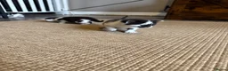 Mixed Breed cats for sale: 4x kittens  - Advert 8