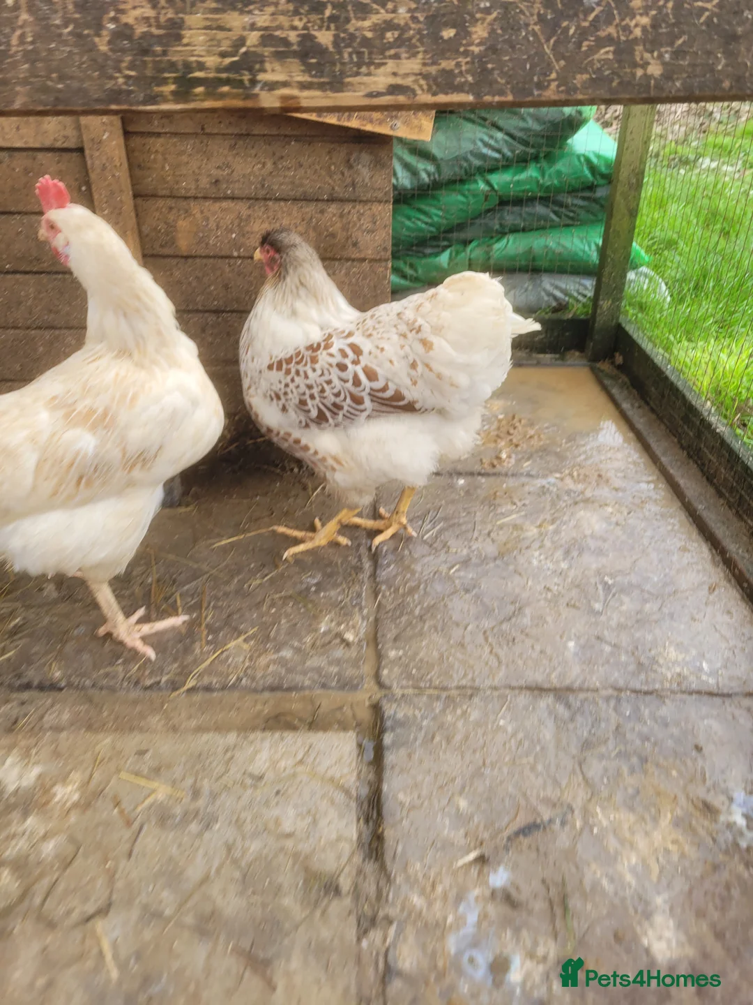 Lovebirds birds for sale: Buff Laced Wyndotte hen - Advert 3