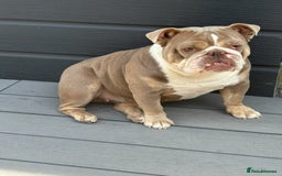 English Bulldog dogs for sale: Bubbles the British Bulldog - Image 1