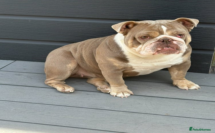 English Bulldog dogs - Advert 1