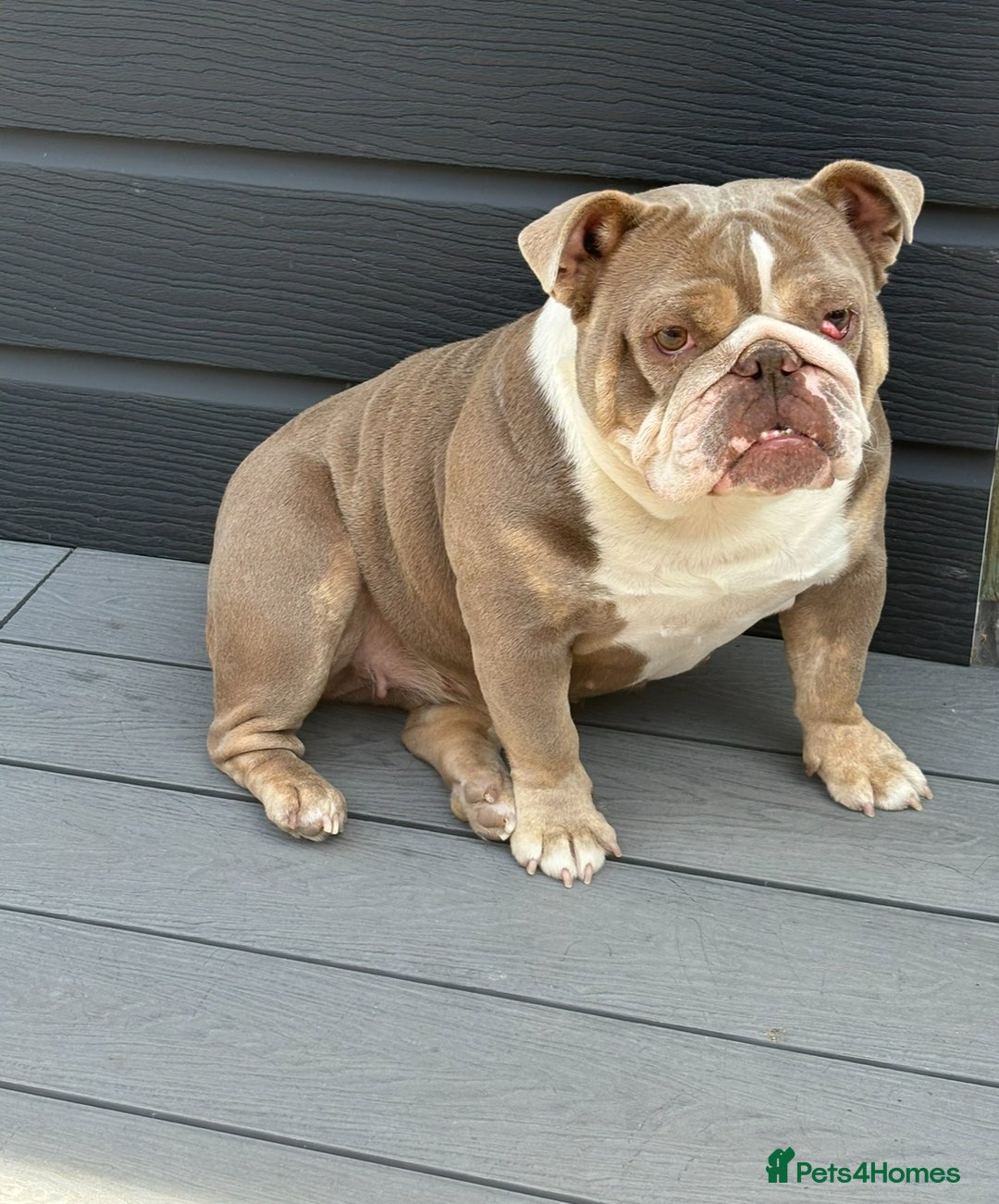 English Bulldog dogs for sale: Bubbles the British Bulldog - Image 1
