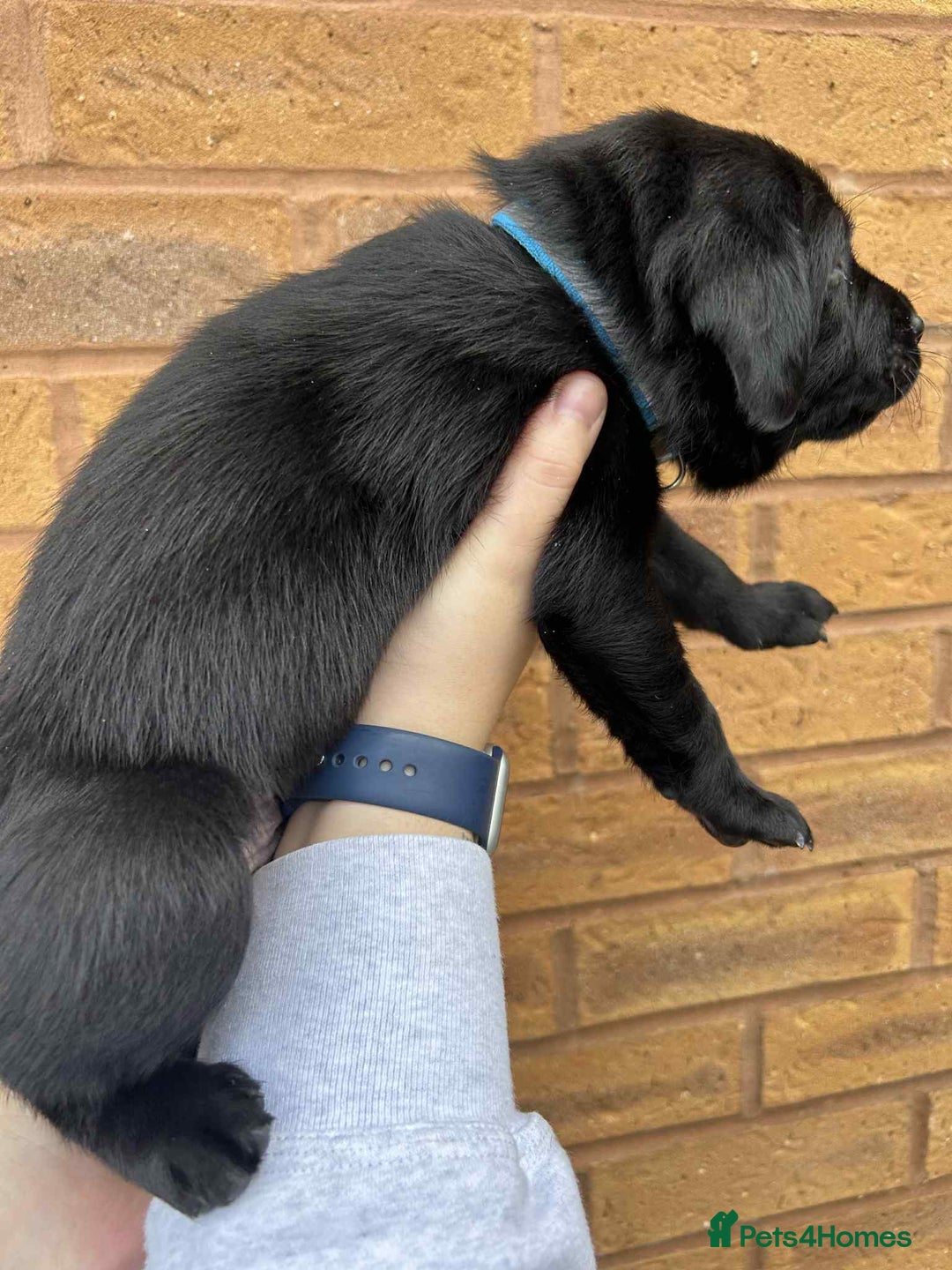 Labrador Retriever dogs for sale: 4 Black Chunky Males - Advert 4