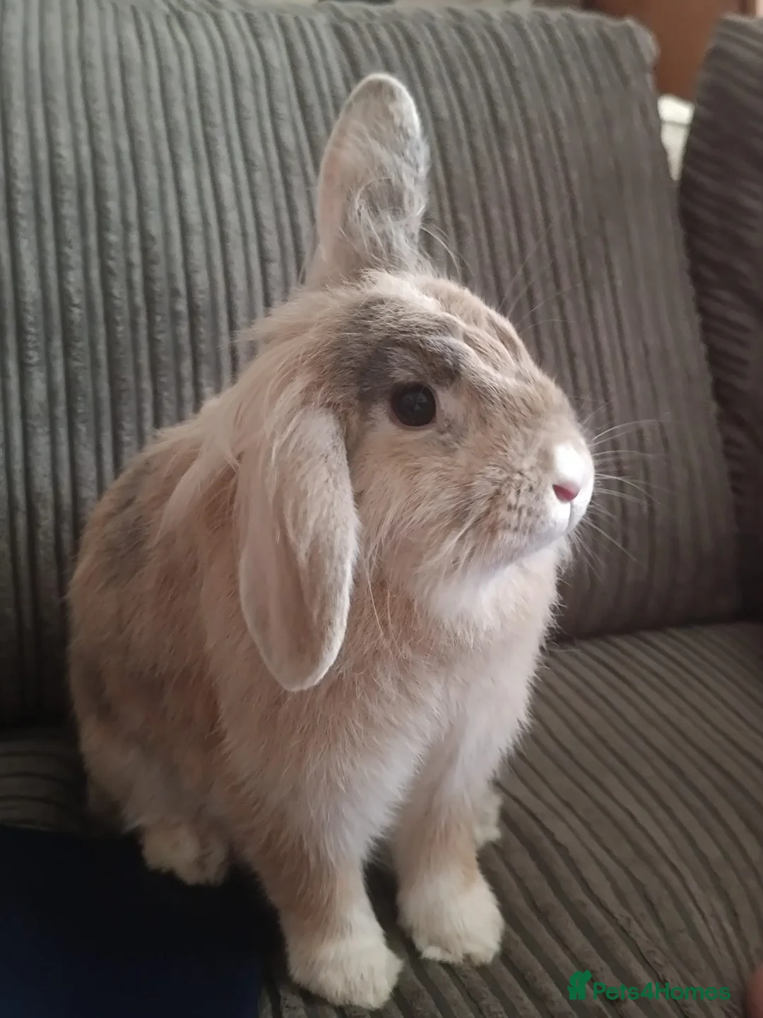 Mixed Breed rabbits for sale: Lionhead/Lop - Advert 1