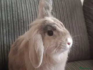 Mixed Breed rabbits Lionhead/Lop - Advert 9