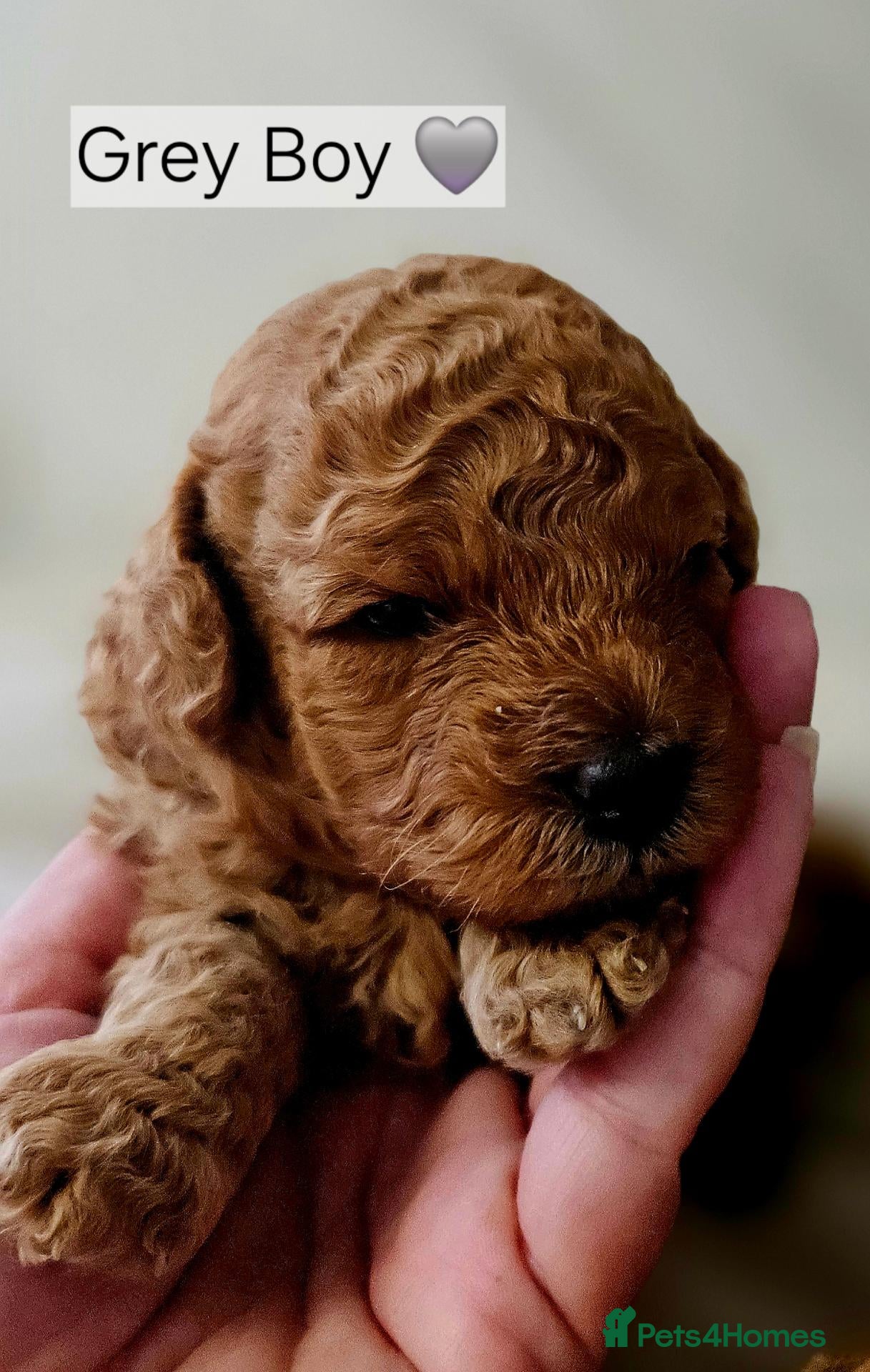 Toy Poodle dogs Licensed breeder, kc fox red toy poodles - Advert 2