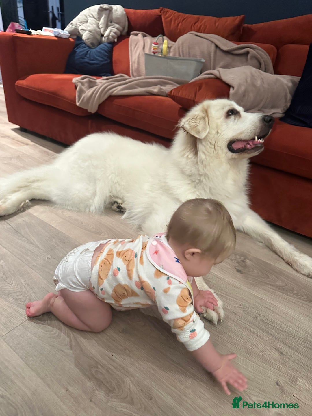 Pyrenean Mountain Dog dogs for sale: 3 Year Old Loving Girl  - Advert 4