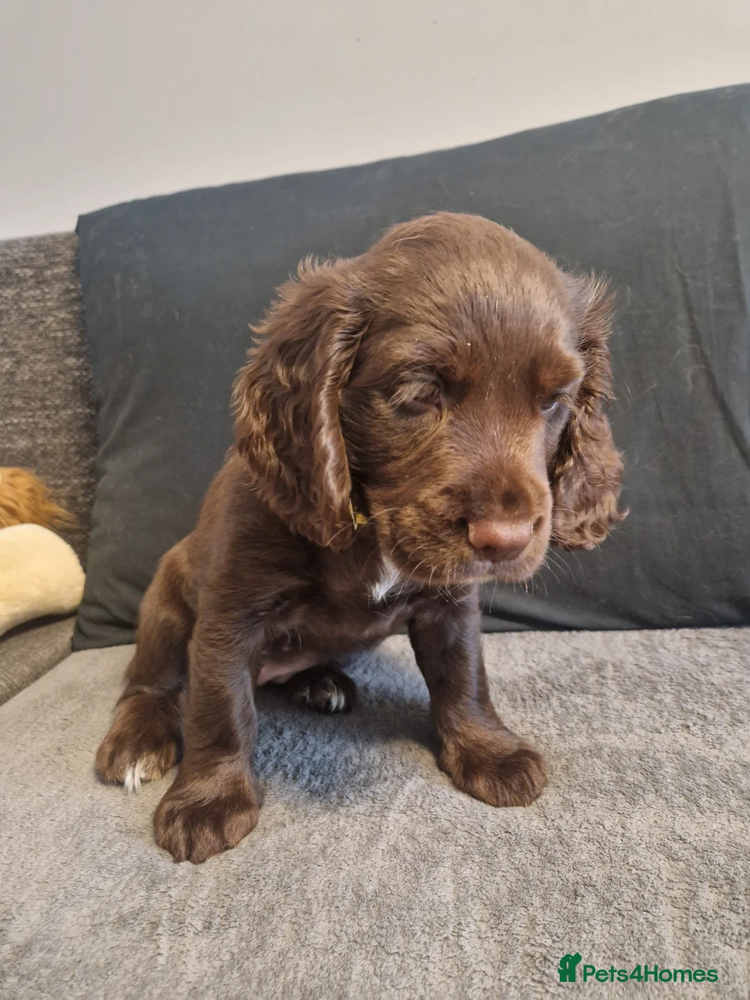 Cocker Spaniel dogs for sale: Cocker spaniel puppies  - Advert 2
